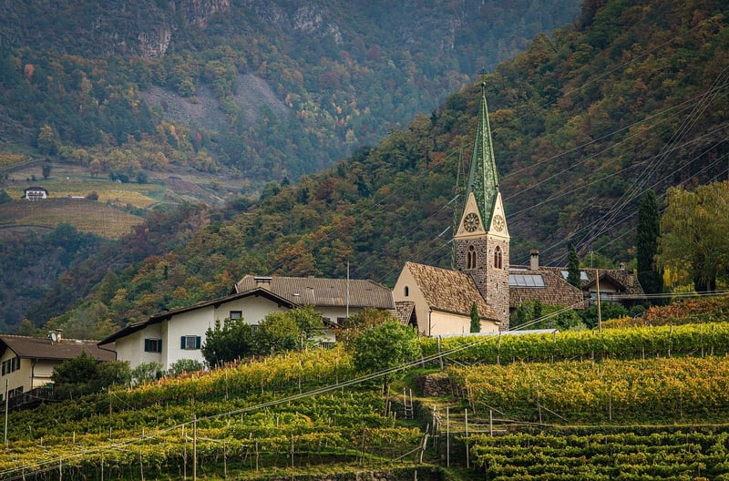 Vineyard Tour