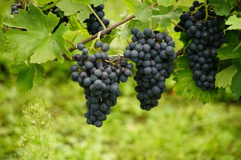 Vineyard Harvest Season