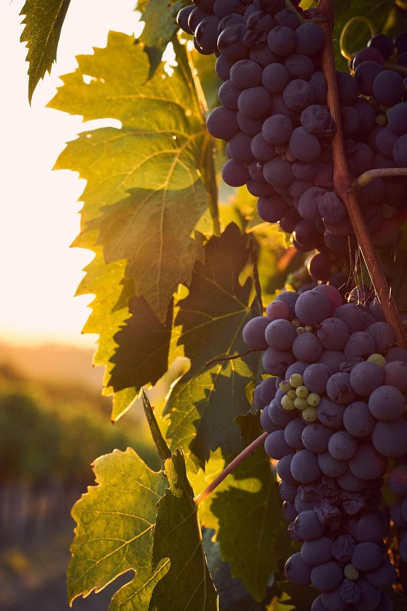 Tour of Italian Wines